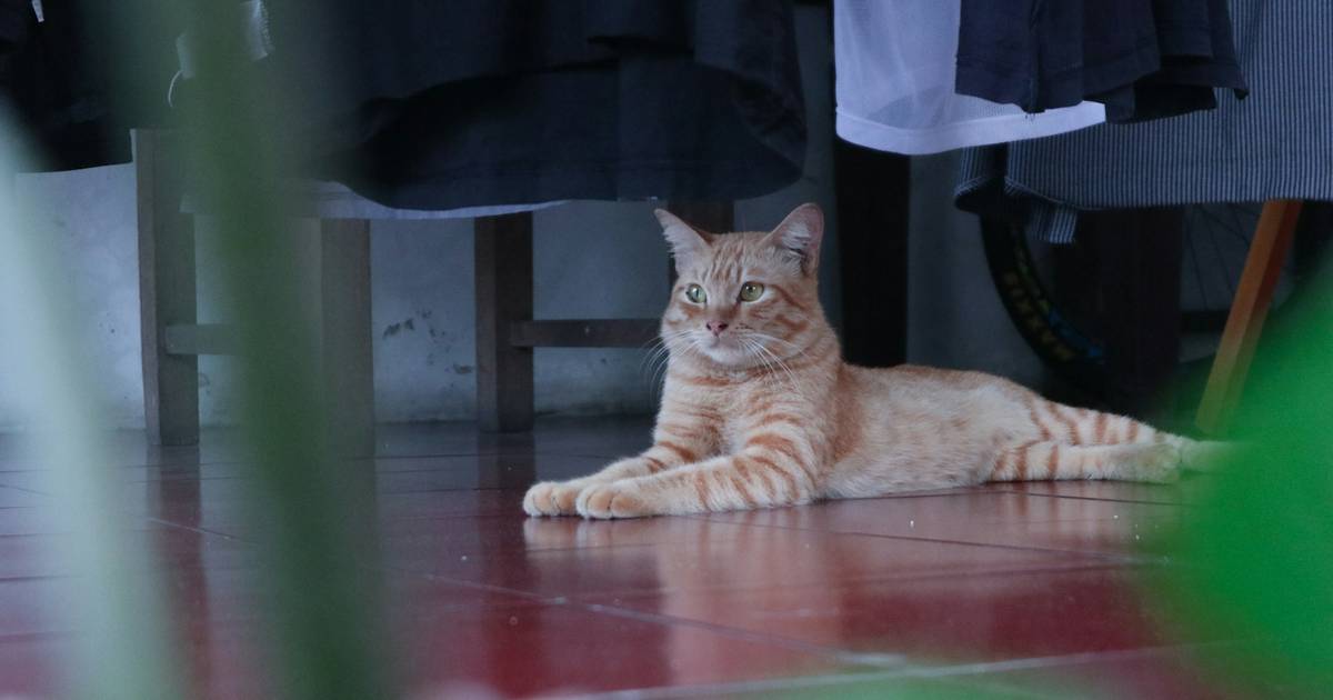Survei Intage: Orang Indonesia Rata-Rata Habiskan Rp1,41 Juta Sebulan buat Si "Anabul"