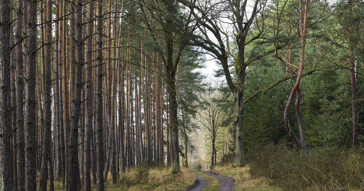 Cina Jadi Negara dengan Perluasan Kawasan Reforestasi Hutan Terbesar di Dunia