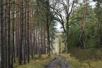 Cina Jadi Negara dengan Perluasan Kawasan Reforestasi Hutan Terbesar di Dunia