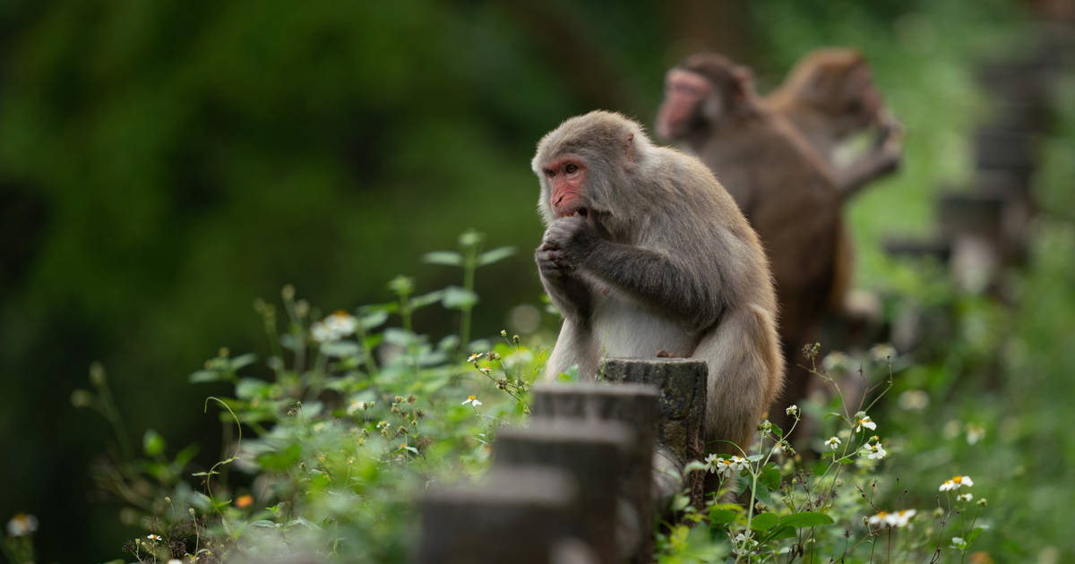 Owa dan Orangutan Termasuk dalam Primata dengan Populasi Terbanyak