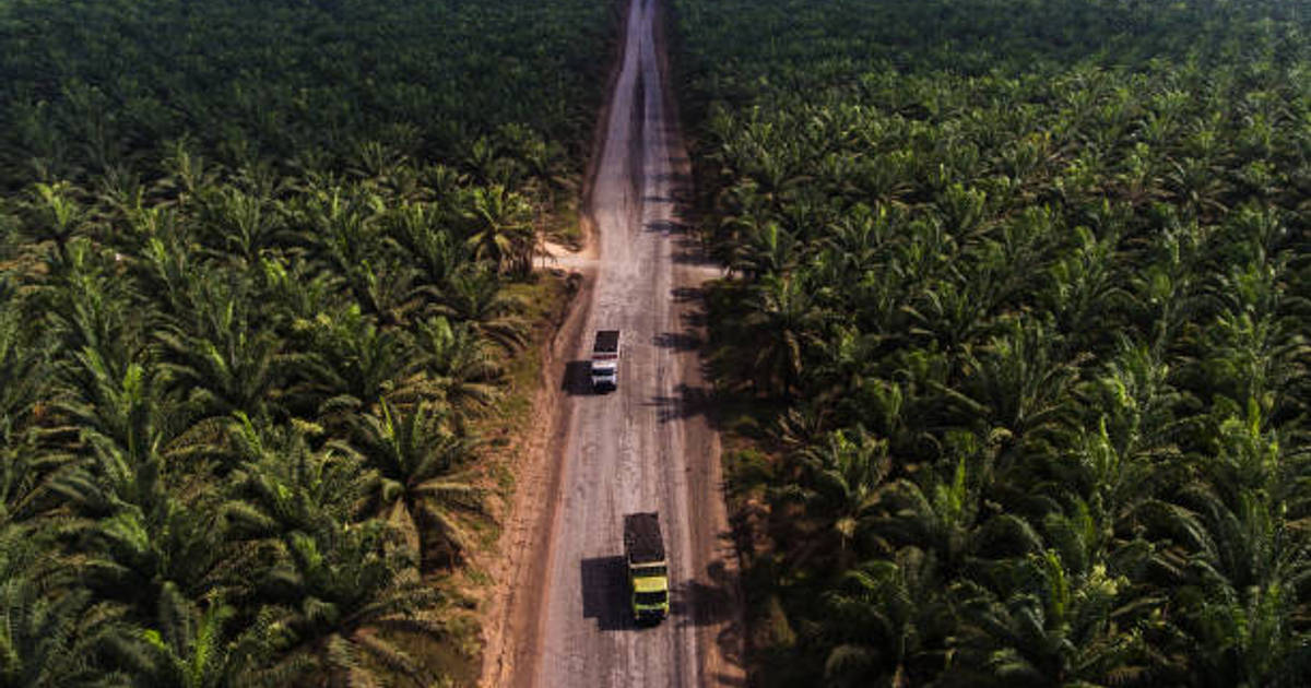 Kembali Dikeluhkan Masyarakat, Seberapa Besar Industri Kelapa Sawit Indonesia?