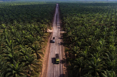 Kembali Dikeluhkan Masyarakat, Seberapa Besar Industri Kelapa Sawit Indonesia?