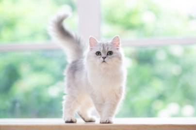 Sterilisasi: Solusi Ampuh Cegah Jual Beli Kucing Ilegal