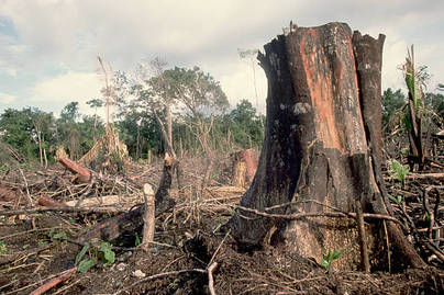 Deforestasi Indonesia Sentuh Kawasan Konservasi dan Hutan Lindung