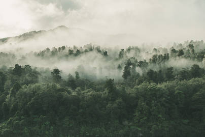 Lebih dari 50% Hutan Indonesia Adalah Hutan Produksi