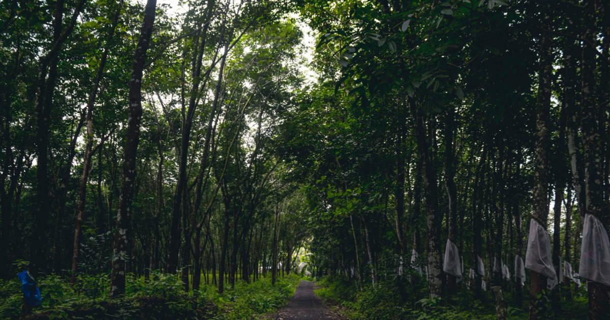 Berapa Luas Hutan di Indonesia pada 2024?