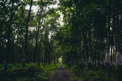 Berapa Luas Hutan di Indonesia pada 2024?