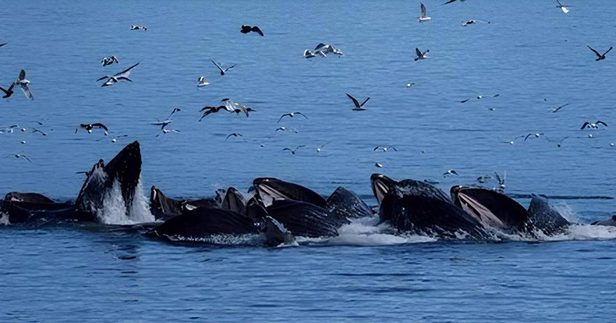 Menyelami Dunia Ikan dan Mamalia Terbesar di Samudra