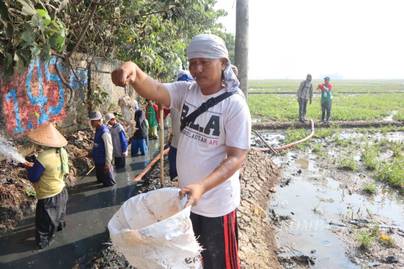 Hanya 70 Ribu per Hari: Upah Petani Masih Rendah, Risiko Leptospirosis Meningkat