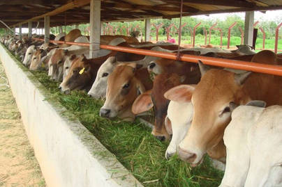 Simak Populasi Sapi Potong di Indonesia, Jawa Timur Terbanyak