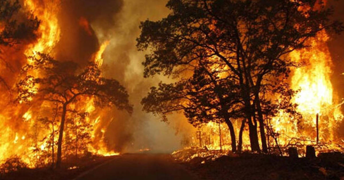 Provinsi dengan Luas Kebakaran Hutan dan Lahan Terbesar 2024
