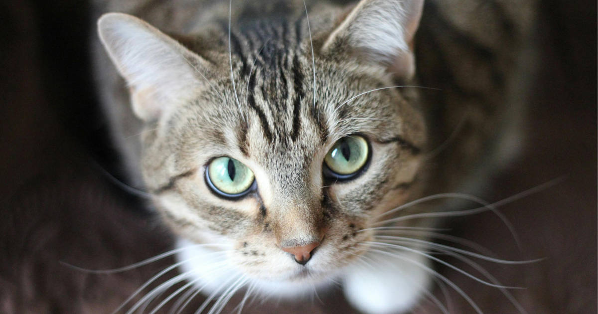 Kucing Jadi Peliharaan Terpopuler di Kalangan Gen Z