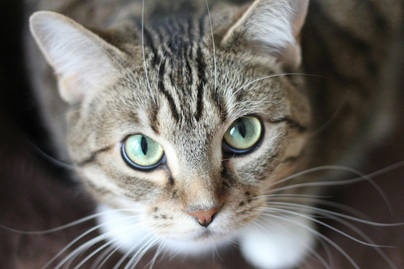 Kucing Jadi Peliharaan Terpopuler di Kalangan Gen Z