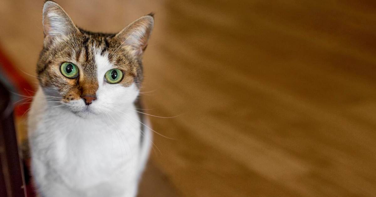 Inilah Ras Kucing Peliharaan Terfavorit di Indonesia