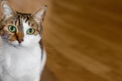 Inilah Ras Kucing Peliharaan Terfavorit di Indonesia