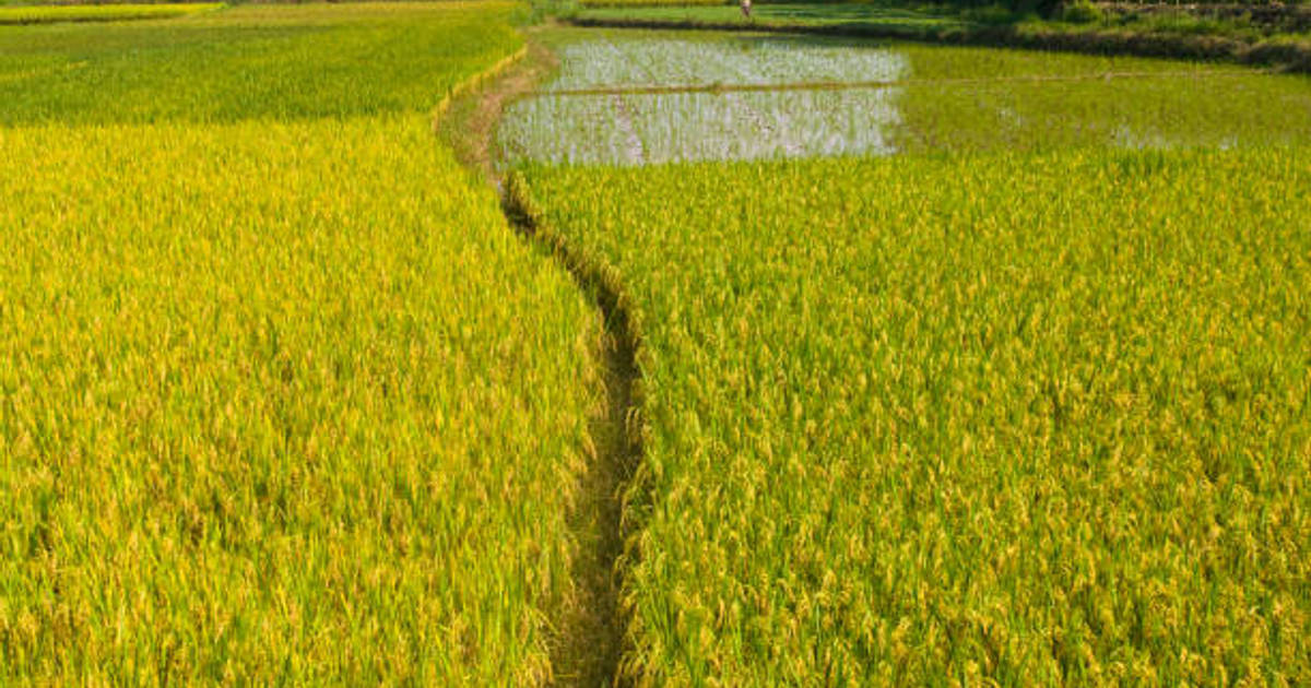 Coba Hentikan Impor Beras, Pemerintah Kembali Siapkan Skema Cetak Sawah