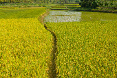 Coba Hentikan Impor Beras, Pemerintah Kembali Siapkan Skema Cetak Sawah