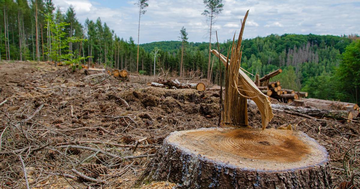 Tren Deforestasi di Indonesia: Mengungkap Data Deforestasi Tahunan 2013-2022