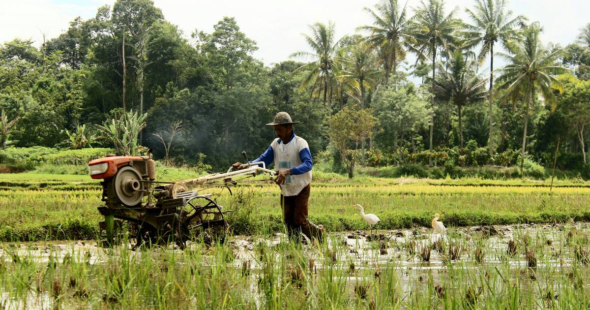 Pertanian: Sektor dengan Serapan Tenaga Kerja Tertinggi, Namun Pendapatan Rendah