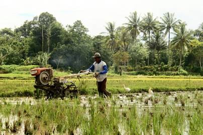 Pertanian: Sektor dengan Serapan Tenaga Kerja Tertinggi, Namun Pendapatan Rendah
