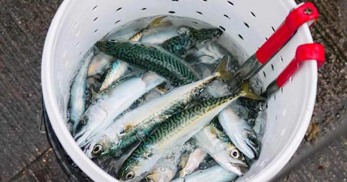 Simak Produksi dan Konsumsi Ikan di Indonesia 2018-2023