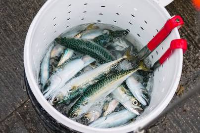 Simak Produksi dan Konsumsi Ikan di Indonesia 2018-2023