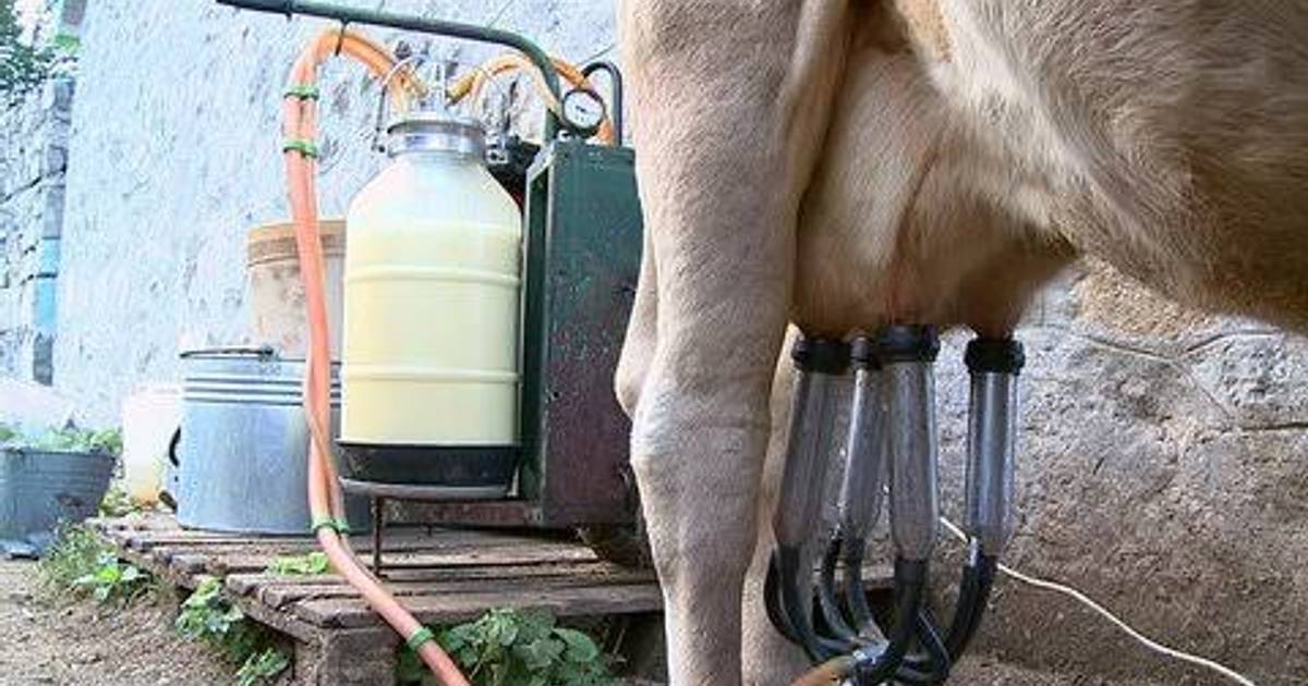 Deretan Kecamatan Penghasil Susu Sapi di Boyolali