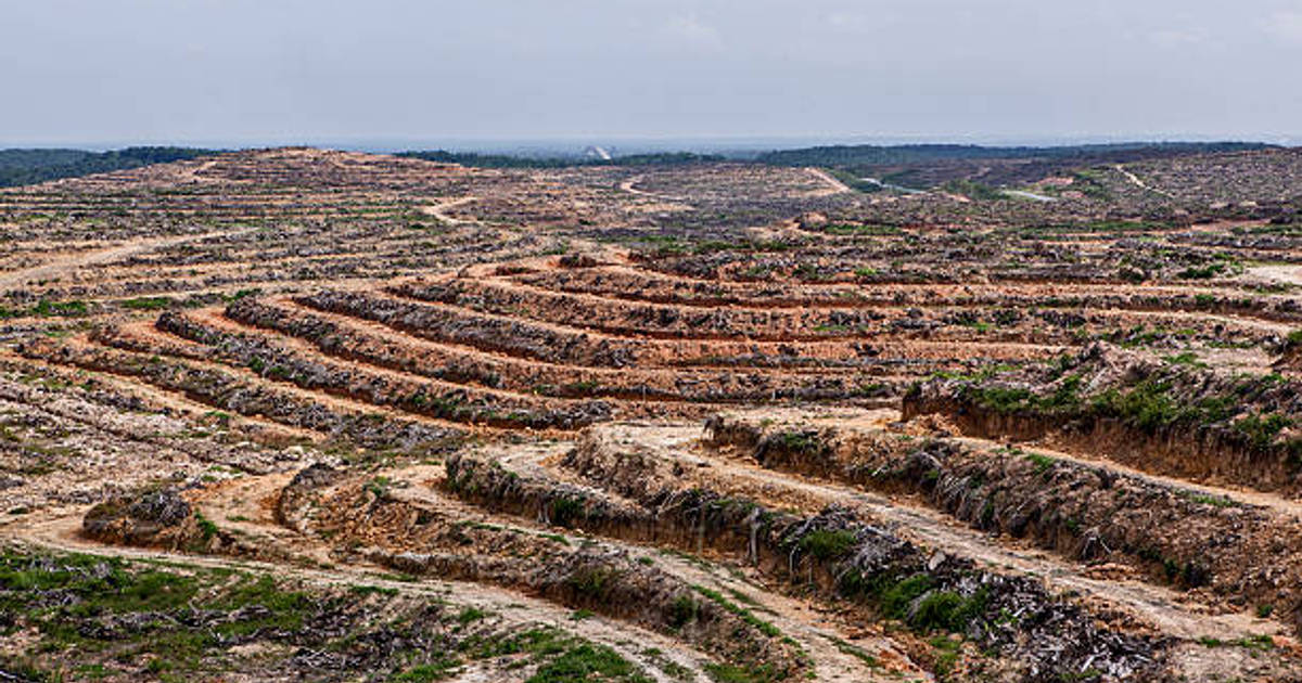 Janji Presiden Reboisasi 12,7 Juta Hektar Hutan