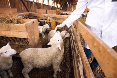 Stop Impor Daging Domba, Kementan Bakal Utamakan Peternak Lokal
