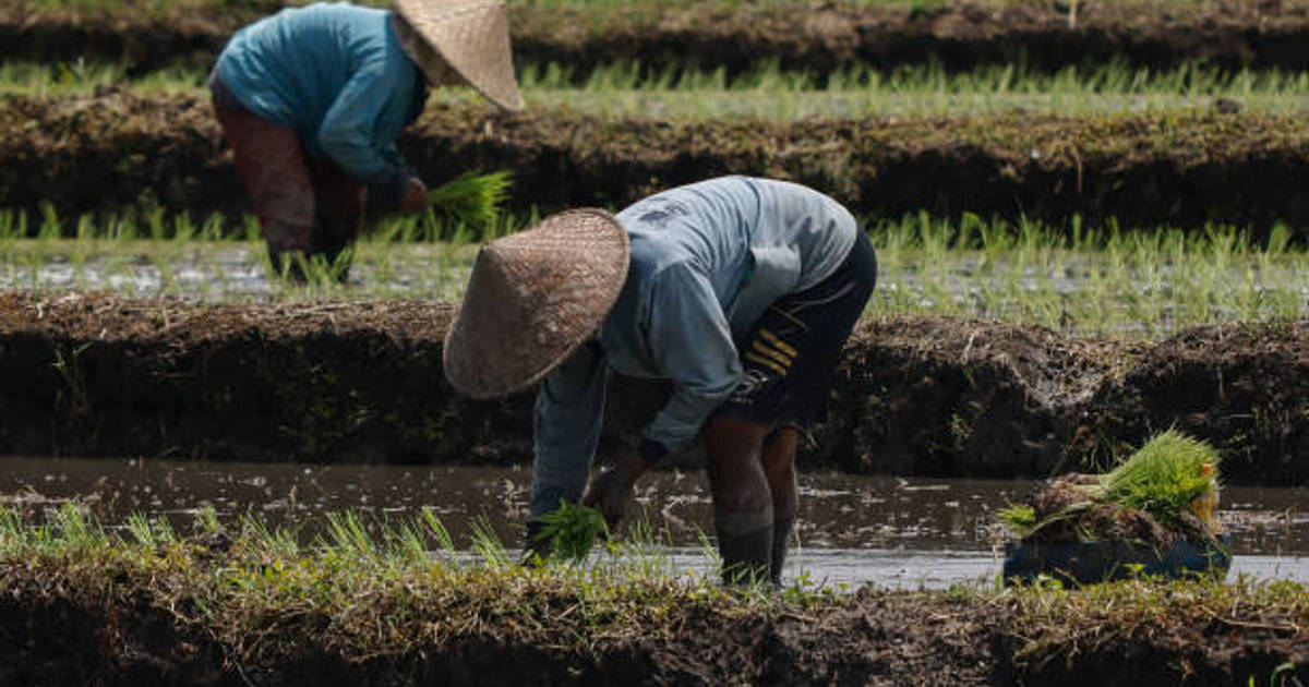 Sawah Bakal Jadi Rumah, Skema Pemerintah 20 Tahun ke Depan