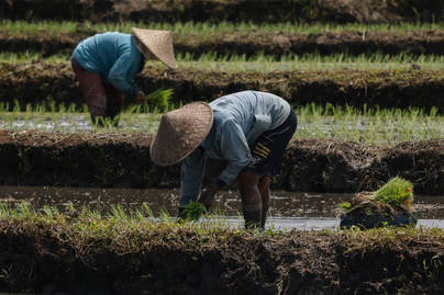 Sawah Bakal Jadi Rumah, Skema Pemerintah 20 Tahun ke Depan