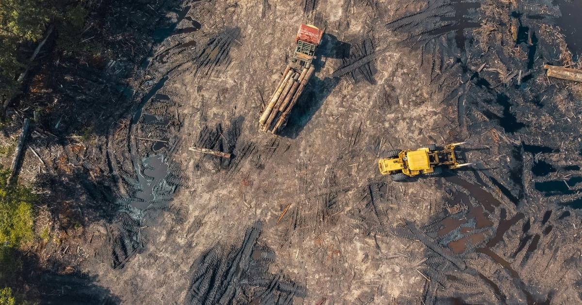 10 Juta Ha Hutan RI Hilang, Menhut: Perlu 20 Juta Ha Lagi