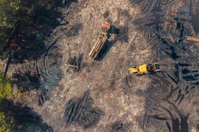 10 Juta Ha Hutan RI Hilang, Menhut: Perlu 20 Juta Ha Lagi