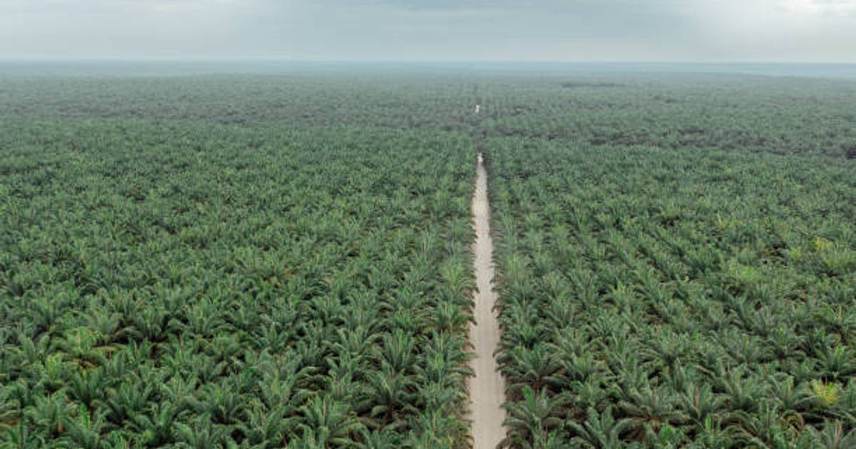 Bukan Kelapa Sawit, Ini Deretan Pohon dengan Daya Serap CO2 Tertinggi