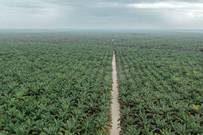 Bukan Kelapa Sawit, Ini Deretan Pohon dengan Daya Serap CO2 Tertinggi