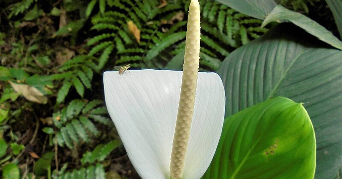 5 Tanaman Indoor Penghasil Oksigen Terbanyak di Bumi