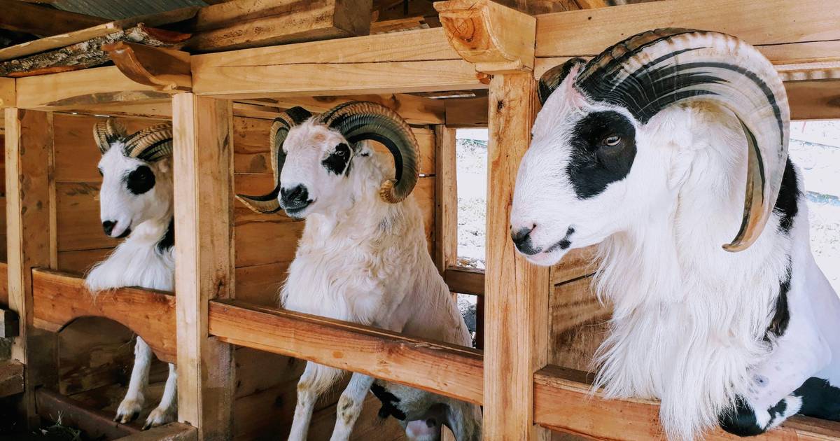 Siap-siap Idul Adha, Ini Harga Kambing Kurban Terbaru 2025