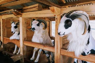 Siap-siap Idul Adha, Ini Harga Kambing Kurban Terbaru 2025