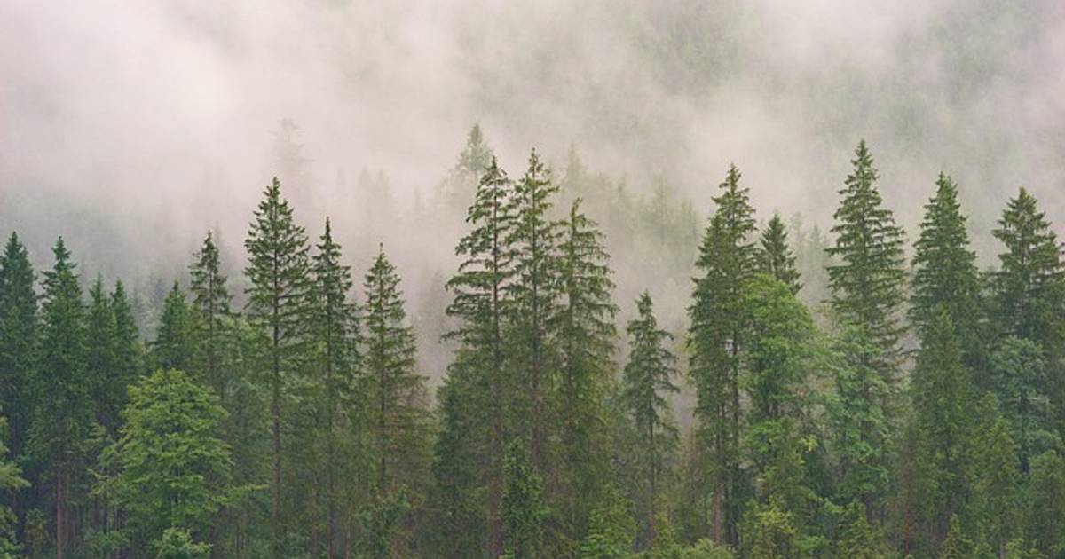 Komitmen Perusahaan Indonesia Tekan Deforestasi: yang Tertinggi Tak Sampai 60%