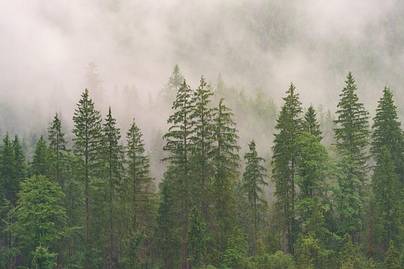 Komitmen Perusahaan Indonesia Tekan Deforestasi: yang Tertinggi Tak Sampai 60%