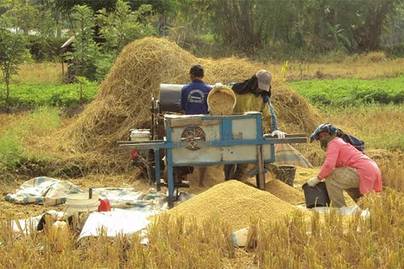 Produksi Padi Indonesia Meningkat di Awal 2025, Sinyal Positif Ketahanan Pangan?