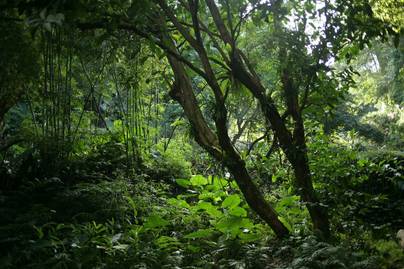 RI Kehilangan 10 Juta Ha Hutan Tropis Primer, Terluas Ke-2 di Dunia