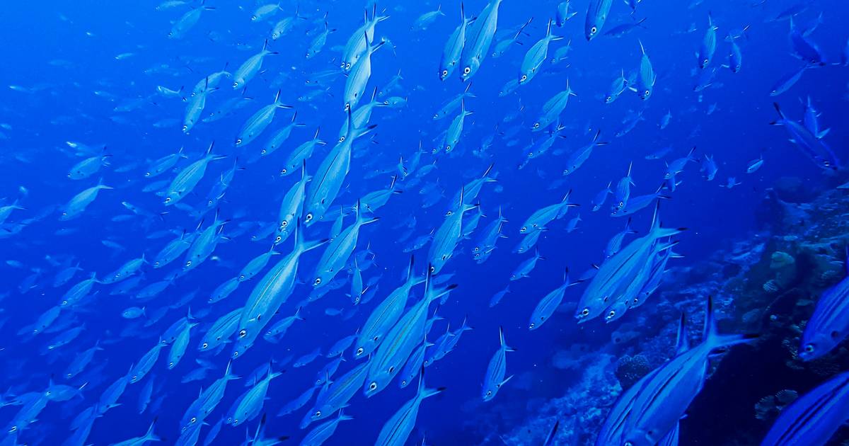 Menguasai Samudera, Ini Dia 7 Ikan Tercepat di Dunia