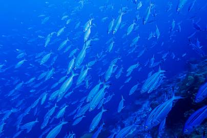 Menguasai Samudera, Ini Dia 7 Ikan Tercepat di Dunia