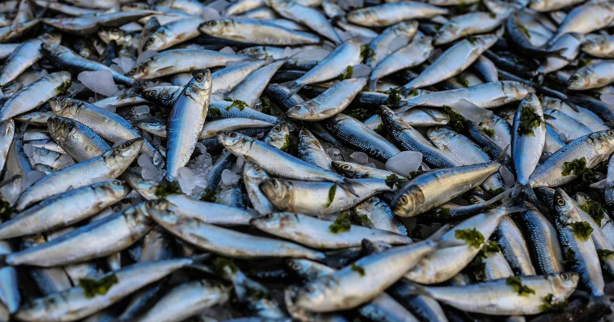 7 Provinsi dengan Rata-Rata Konsumsi Protein Ikan Tertinggi 2024
