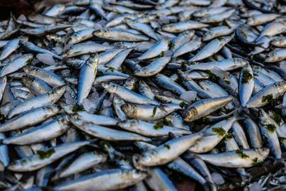 7 Provinsi dengan Rata-Rata Konsumsi Protein Ikan Tertinggi 2024
