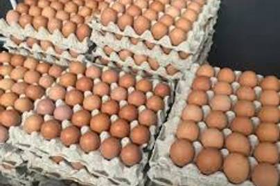 Produksi Telur Nasional Naik 3,6%, Jawa Timur Penyumbang Terbesar