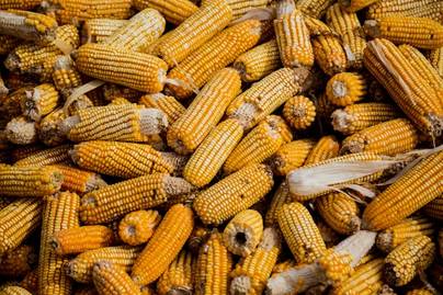 Sempat Merosot, Produksi Jagung Diprediksi Membaik Agustus 2025