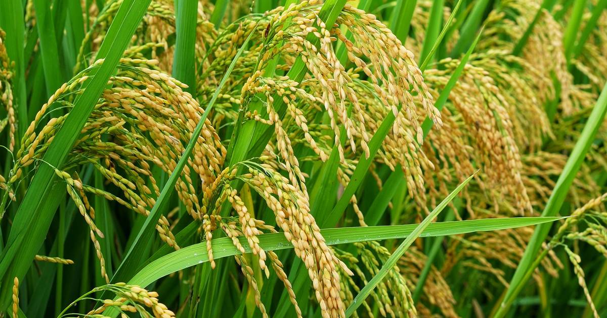 Produksi dan Luas Panen Padi di Indonesia Diproyeksikan Meningkat