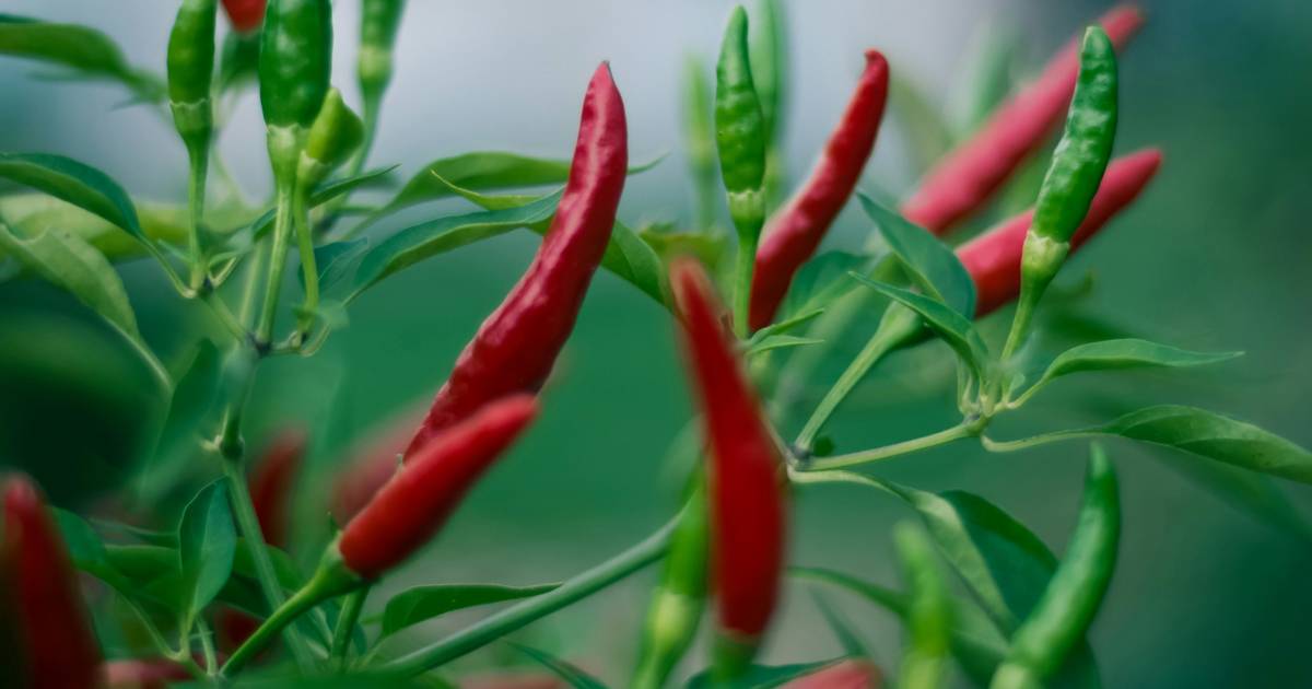 Sambal sebagai Bentuk Kebiasaan Makan Pedas Orang Indonesia